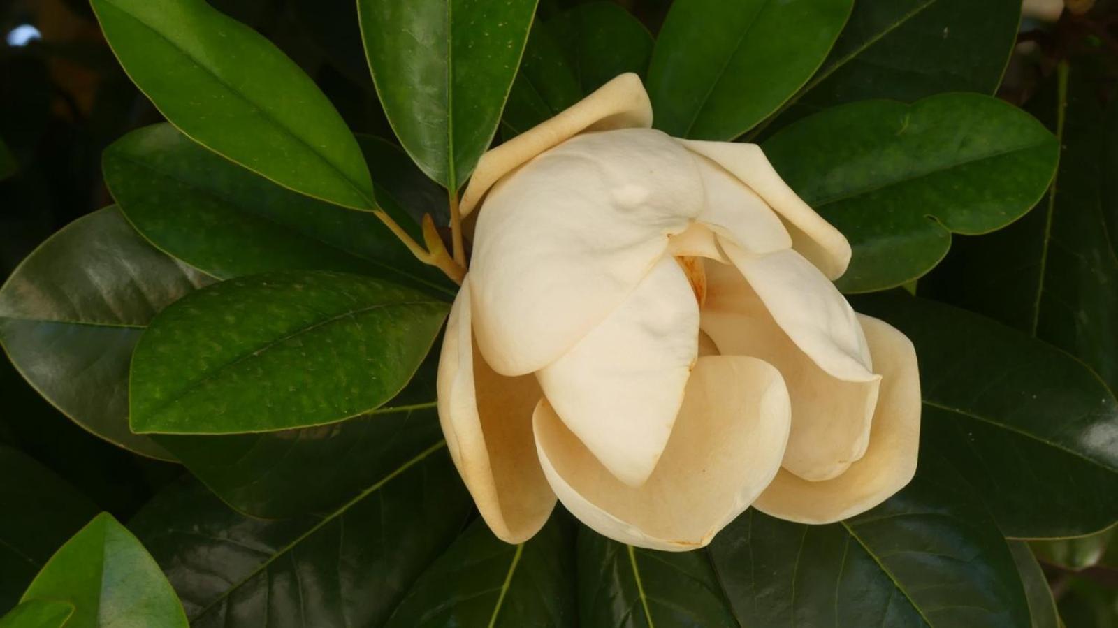 אפרטהוטל לפטוקריה Garden House Katerina מראה חיצוני תמונה
